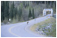 caribou on the Alaska Highway